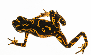 Harlequin frog