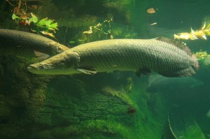 Arapaima4