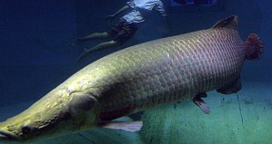 arapaima-diver_214_600x450