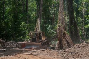 Andrew Snyder Logging in Guyana