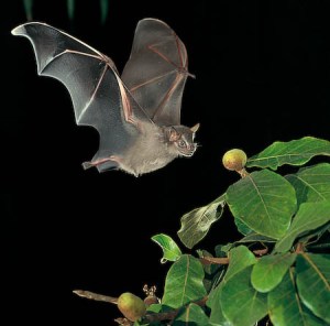Bat in flight